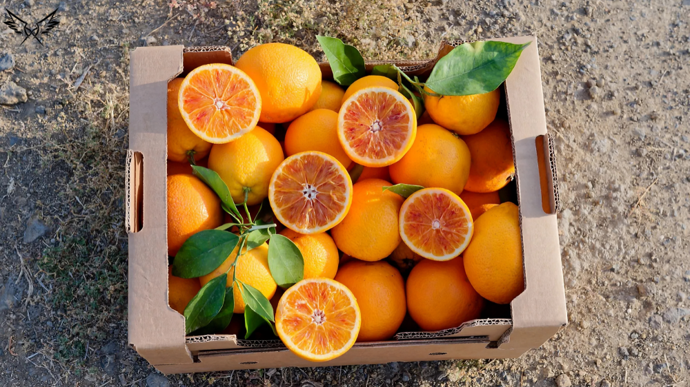 Honeybell Oranges