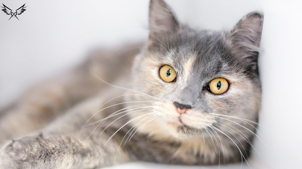 Dilute Tortoiseshell Cat