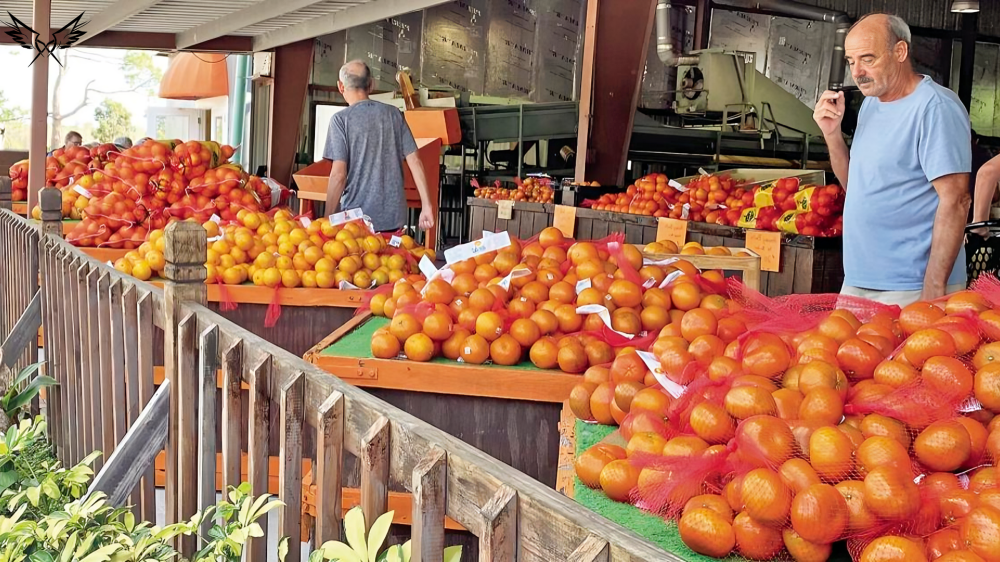 Honeybell Oranges