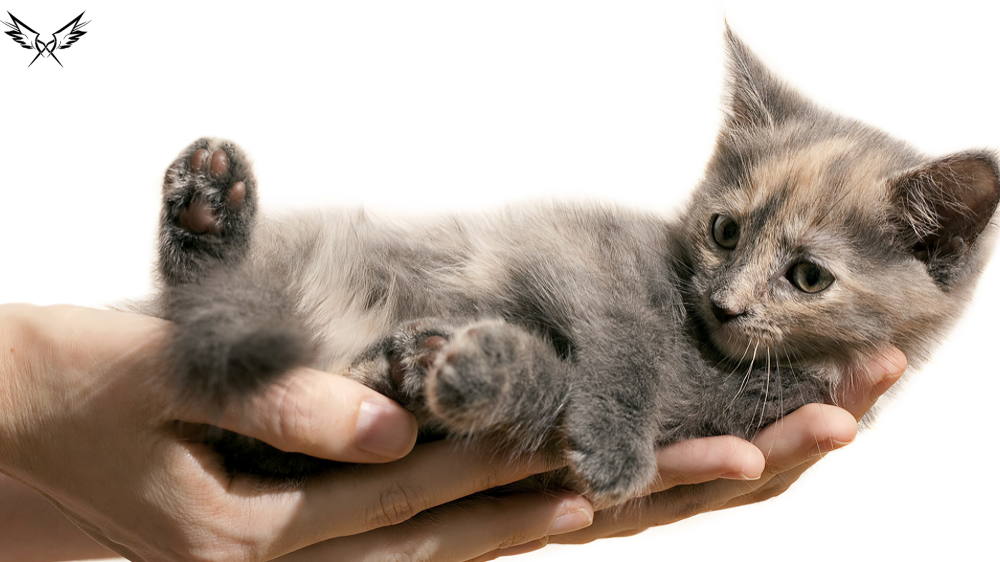 Dilute Tortoiseshell Cat