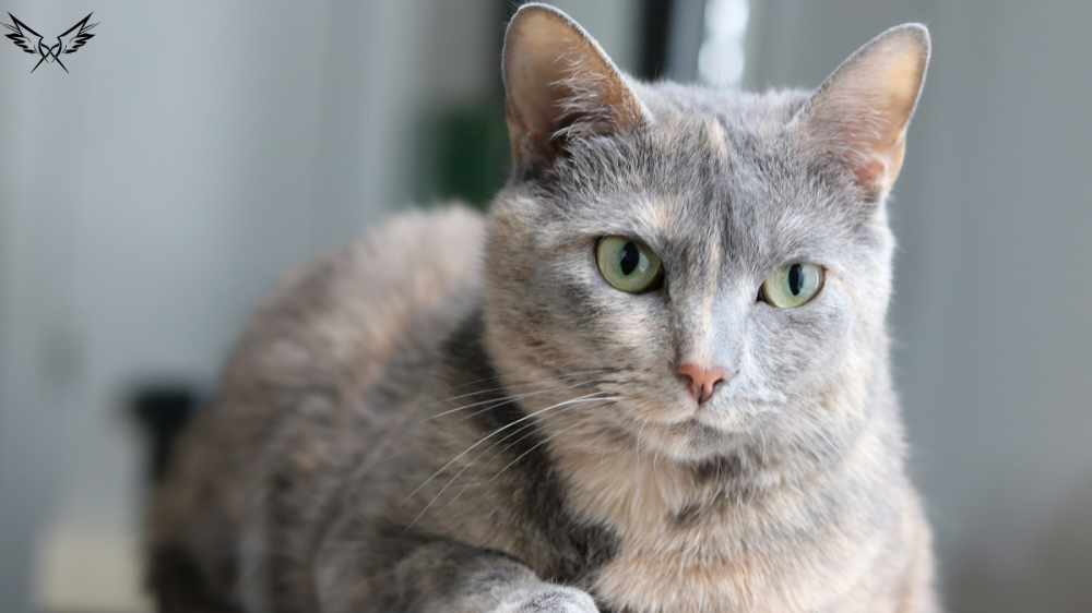 Dilute Tortoiseshell Cat